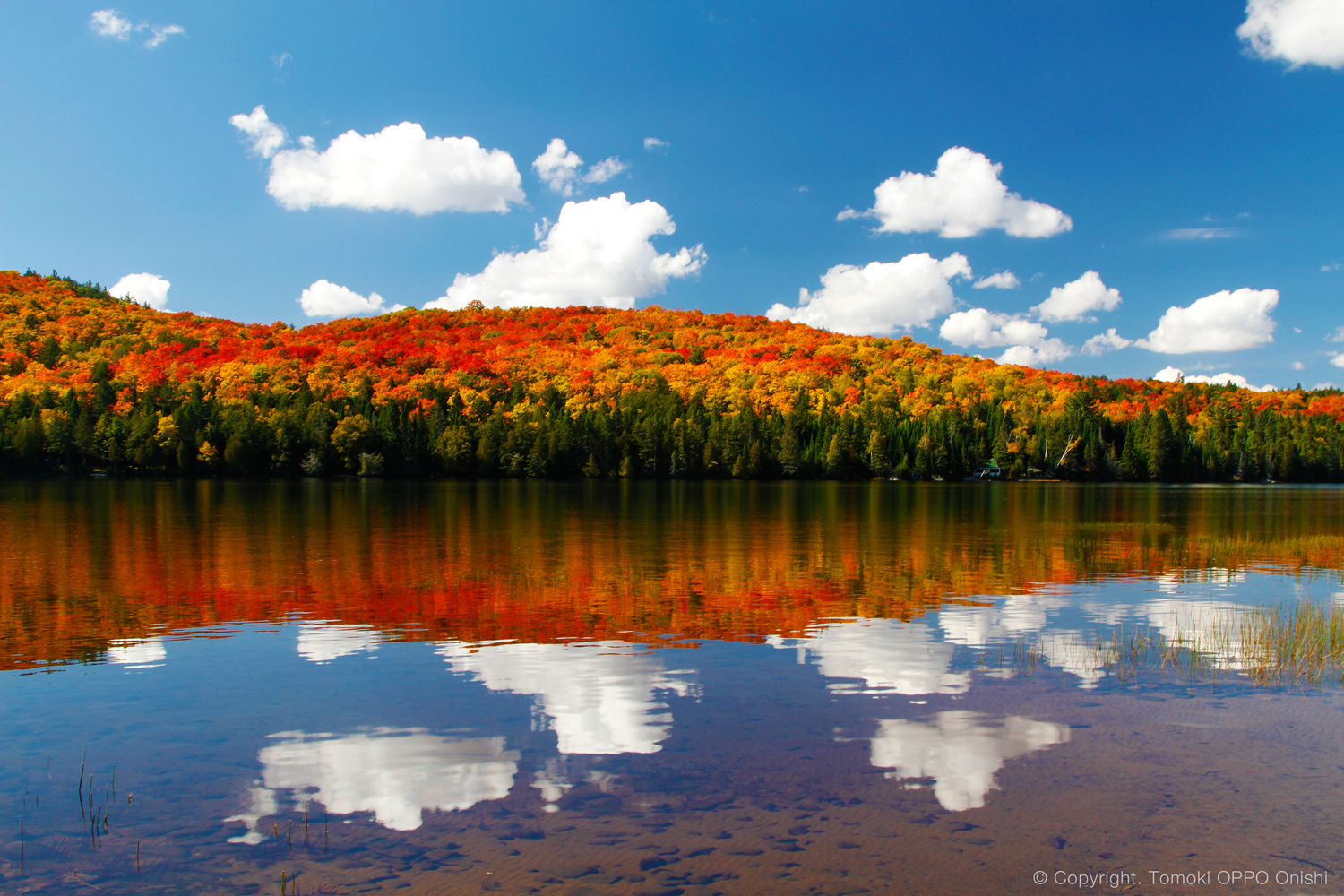 紅葉のカナダ！：アルゴンキン州立公園 紅葉まとめ 2014 | OOA .blog